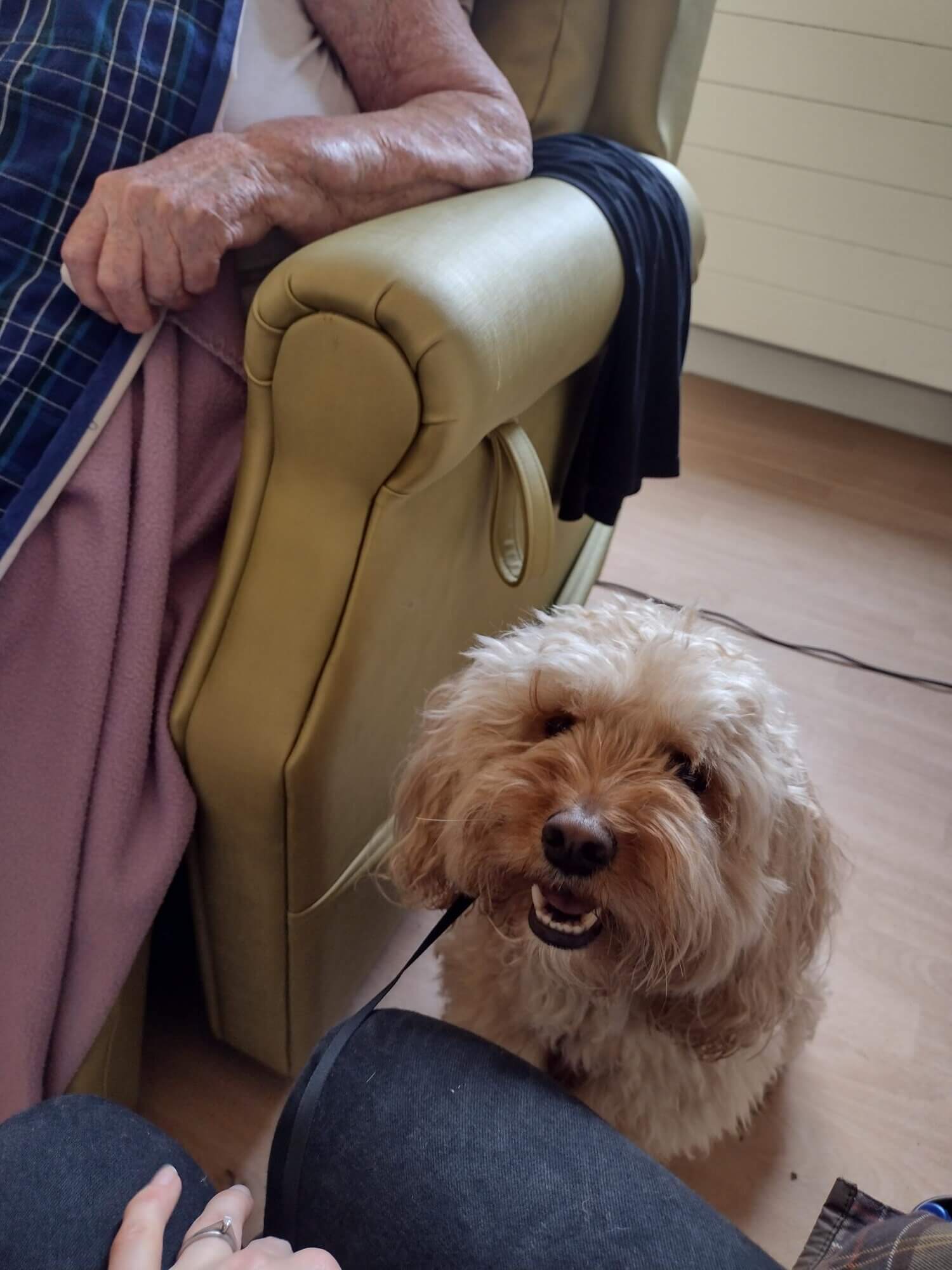 A small, fluffy dog is standing beside an elderly person sitting on a green armchair, with another person’s hand visible. - Home Instead