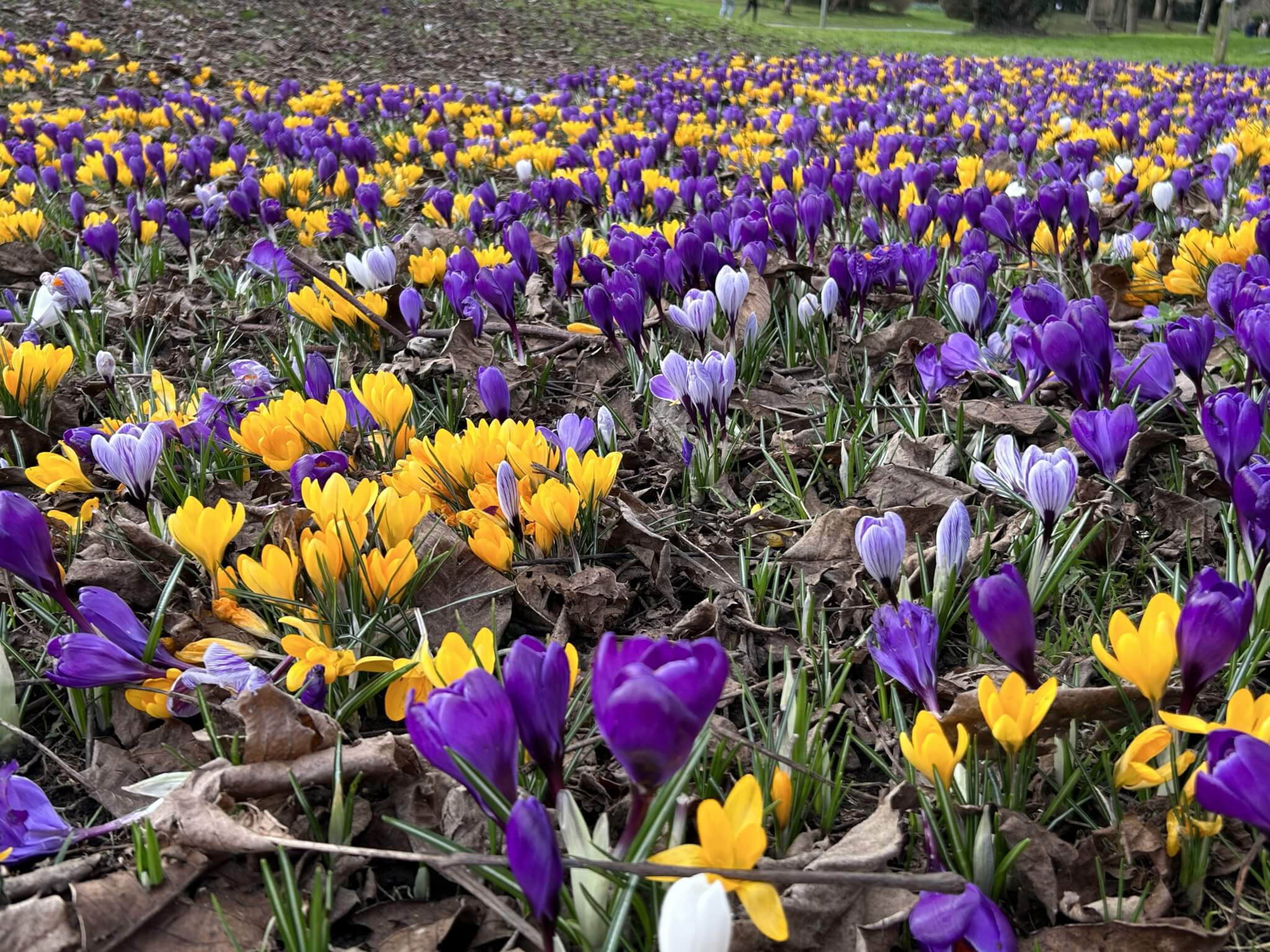 Home Instead picture of a vibrant field of yellow and purple crocuses at Eastrop Park, Basingstoke