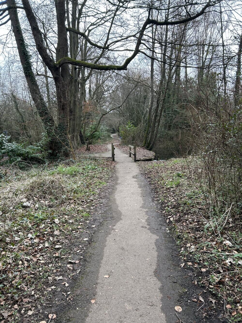 Home Instead picture of a narrow path through a wooded area at Black Dam Ponds, Basingstoke