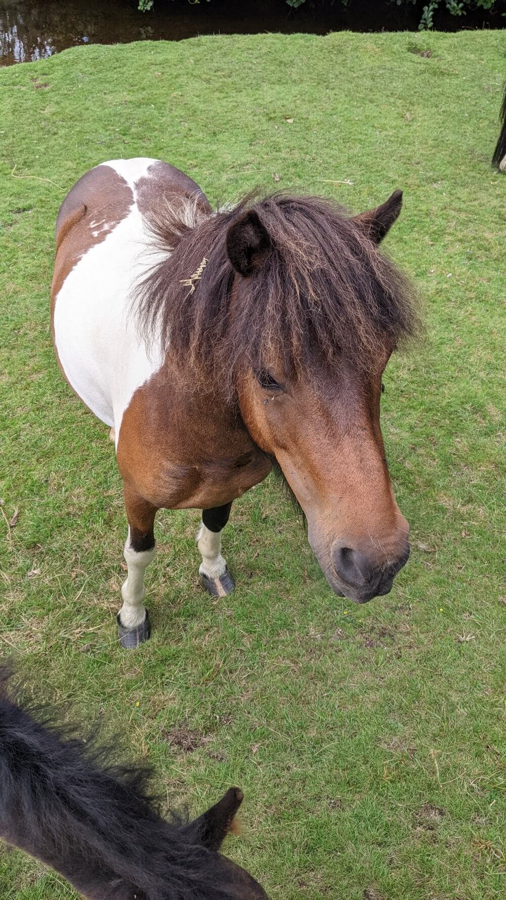 A small brown and white pony with a shaggy mane stands on a grassy field, looking slightly toward the camera. - Home Instead