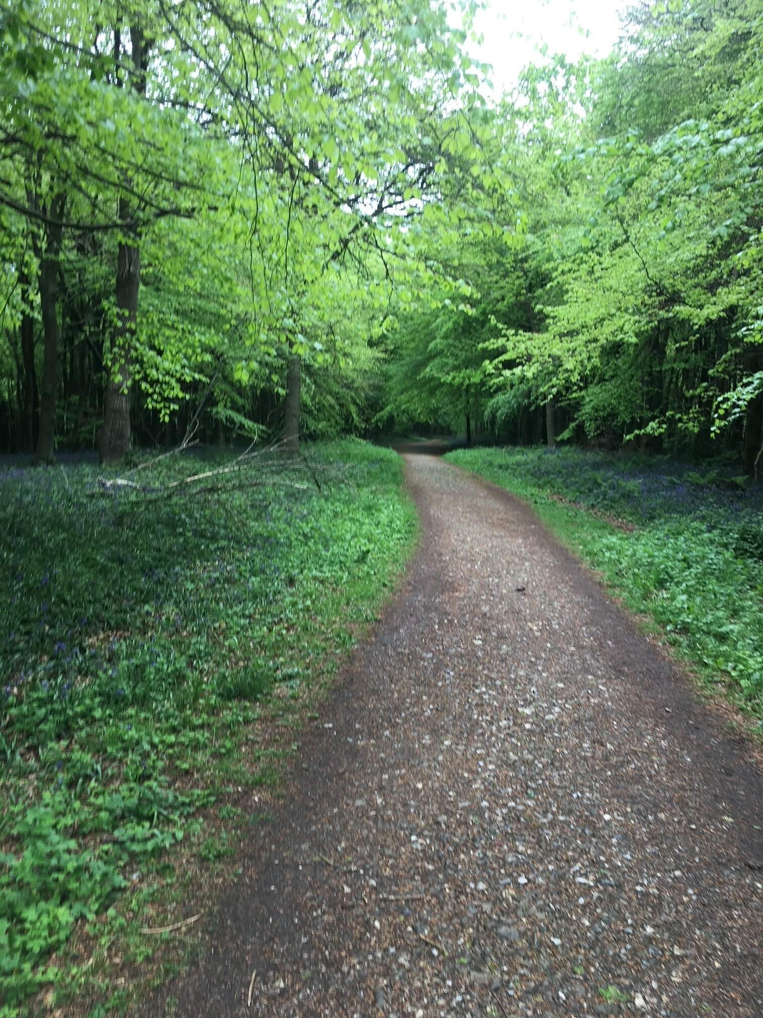 A gravel path winds through a lush, green forest with trees and bushes on both sides under a canopy of fresh foliage. - Home Instead