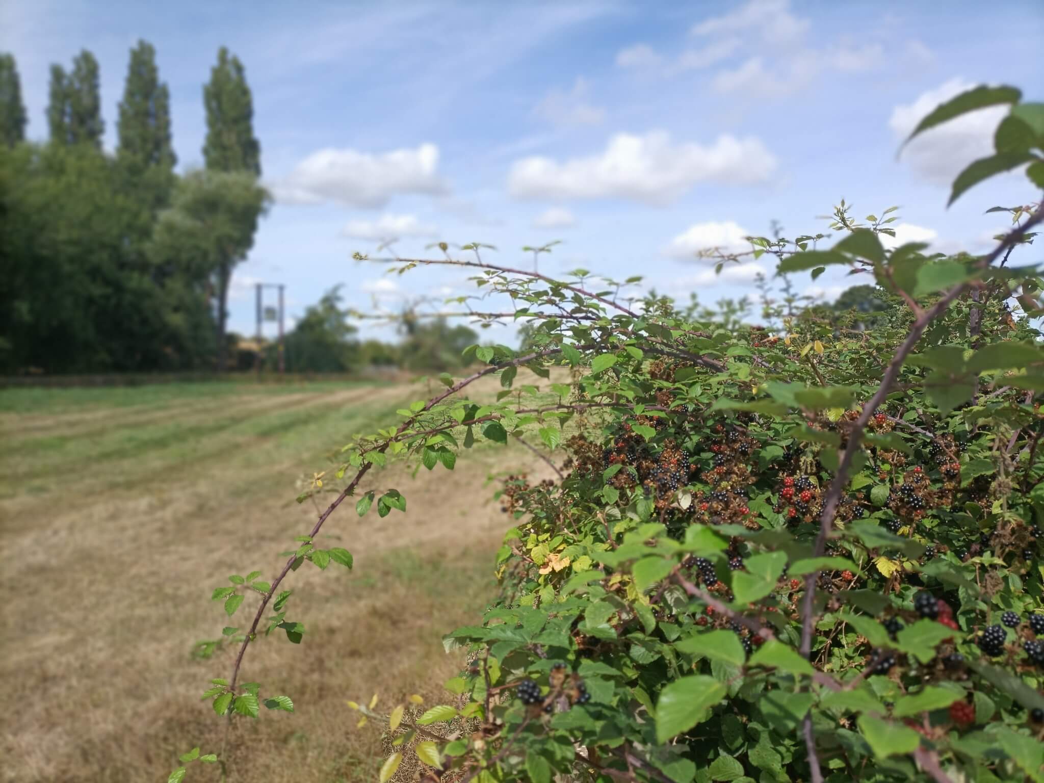 Bushes with ripening berries in front of a large, open grassy field under a partly cloudy sky with tall trees in the distance. - Home Instead