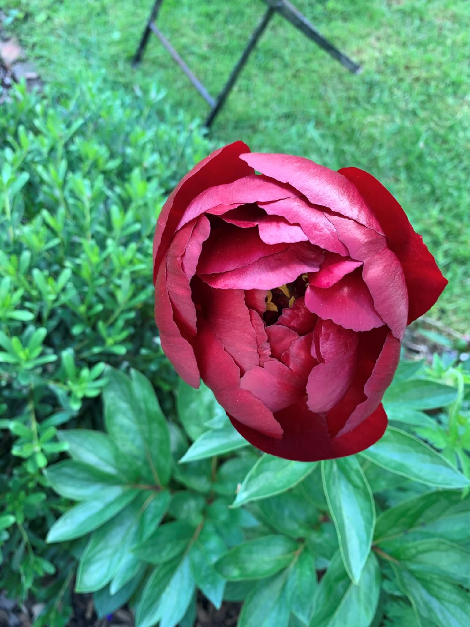 Close-up of a blooming red peony flower with green leaves and grass in the background. - Home Instead