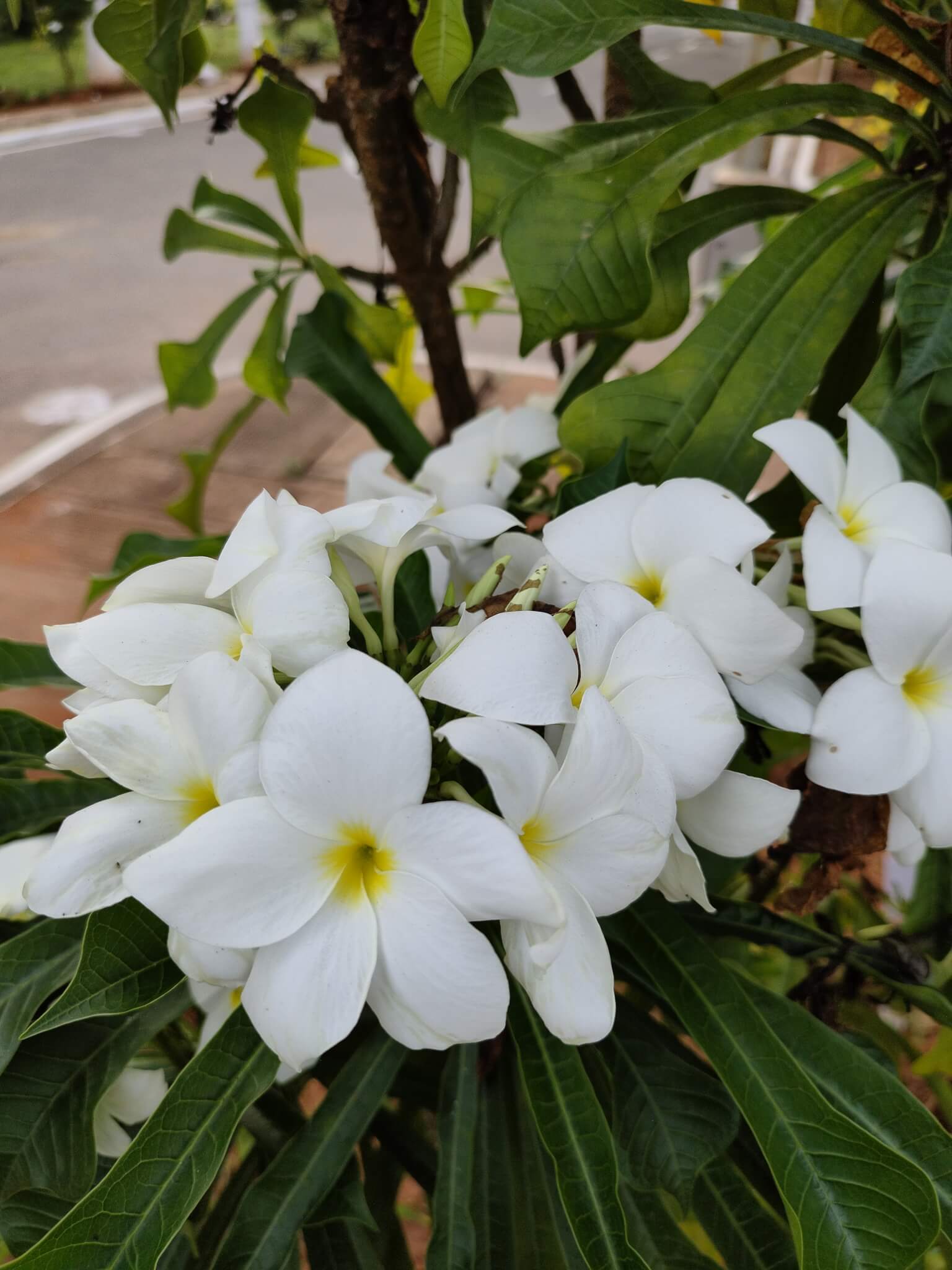 Close-up of white flowers with yellow centre's blooming among green leaves near a roadside. - Home Instead Renfrewshire and Barrhead care at home services