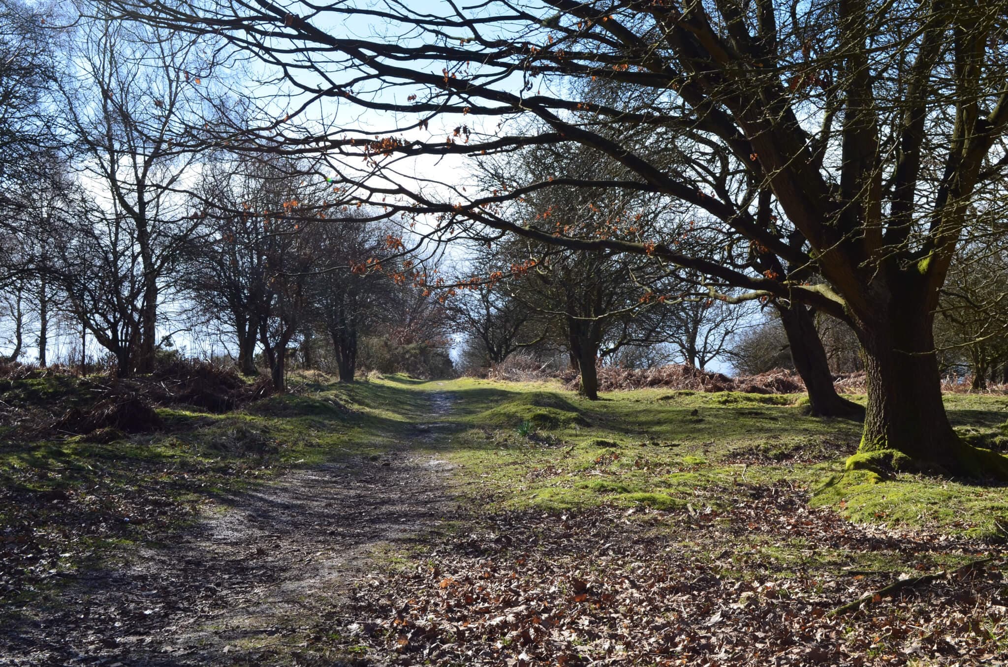 A sunlit forest path surrounded by leafless trees, with some sparse greenery on the ground and blue sky overhead. - Home Instead