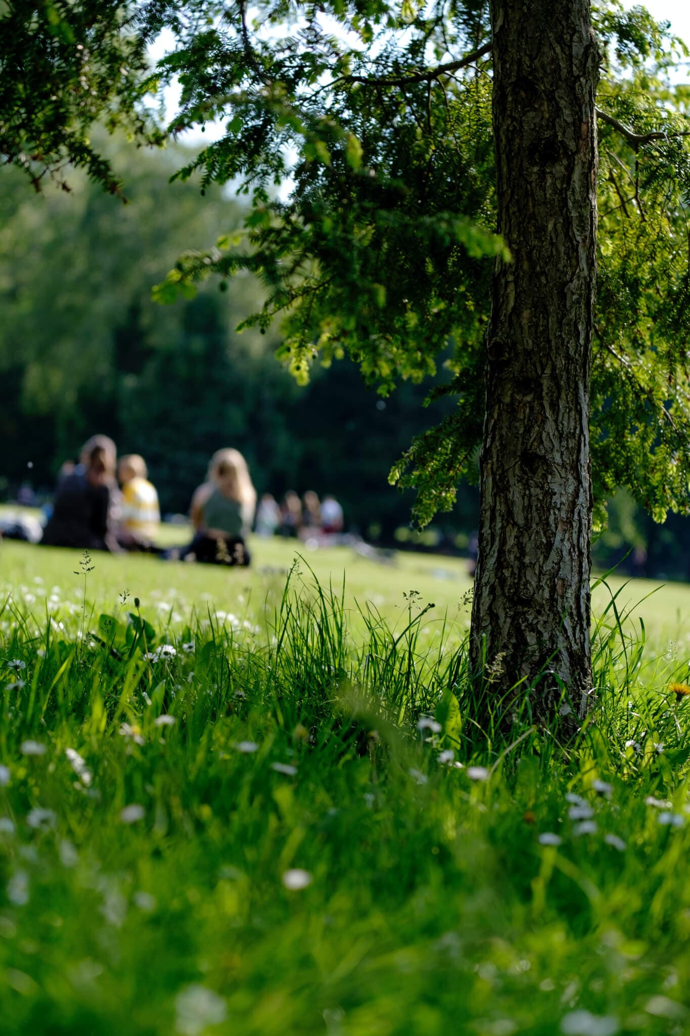 A tree in a lush green park with people sitting and relaxing in the grass under the bright sunlight in the background. - Home Instead