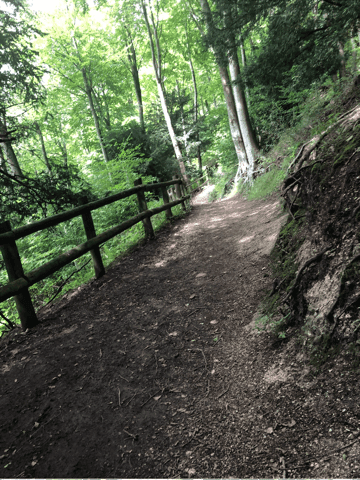 A wooded trail with a dirt path, wooden fence on the left, greenery, and trees alongside in a lush forest area. - Home Instead