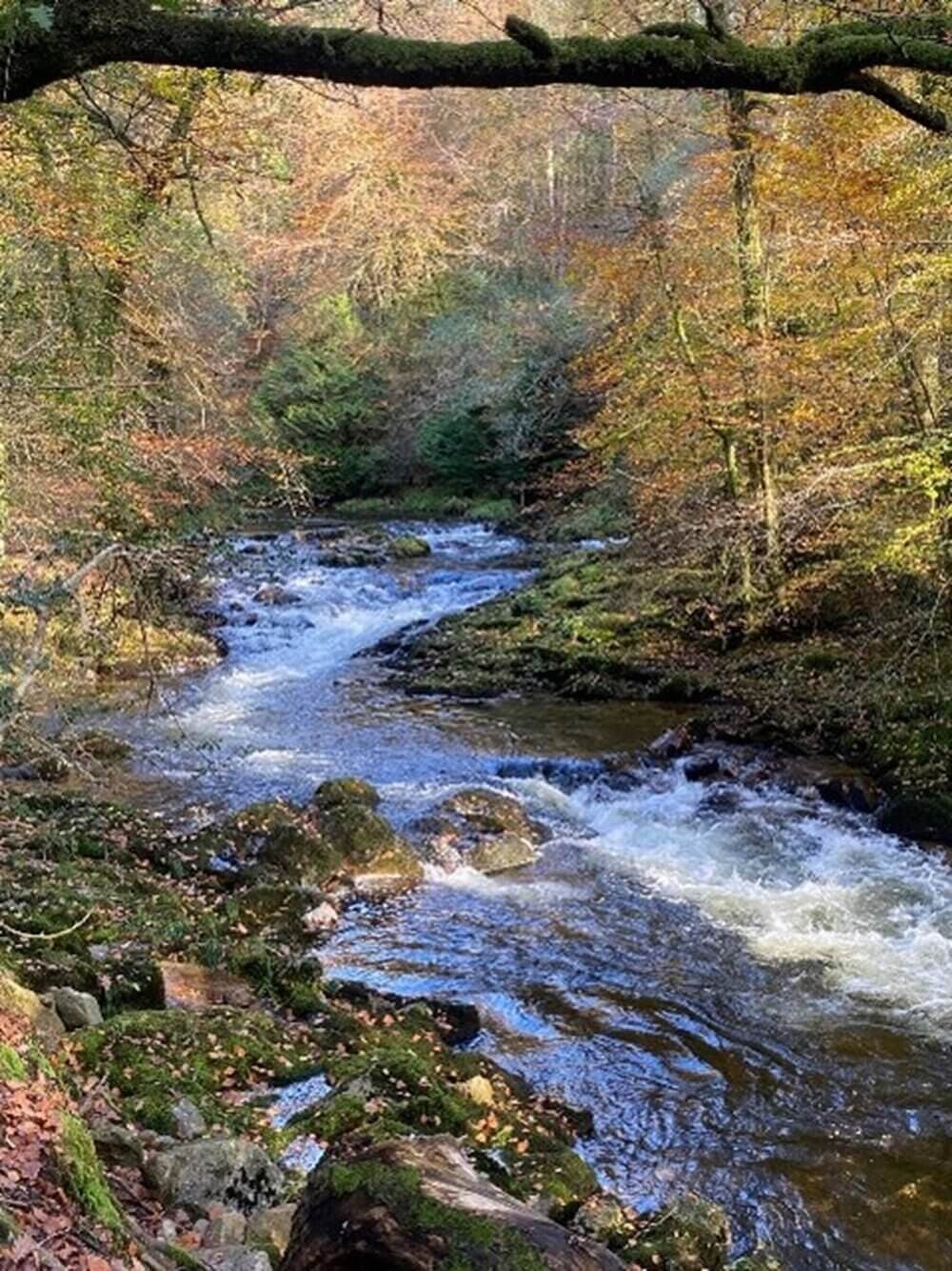A scenic river flows through an autumn forest with colorful leaves and moss-covered rocks. - Home Instead