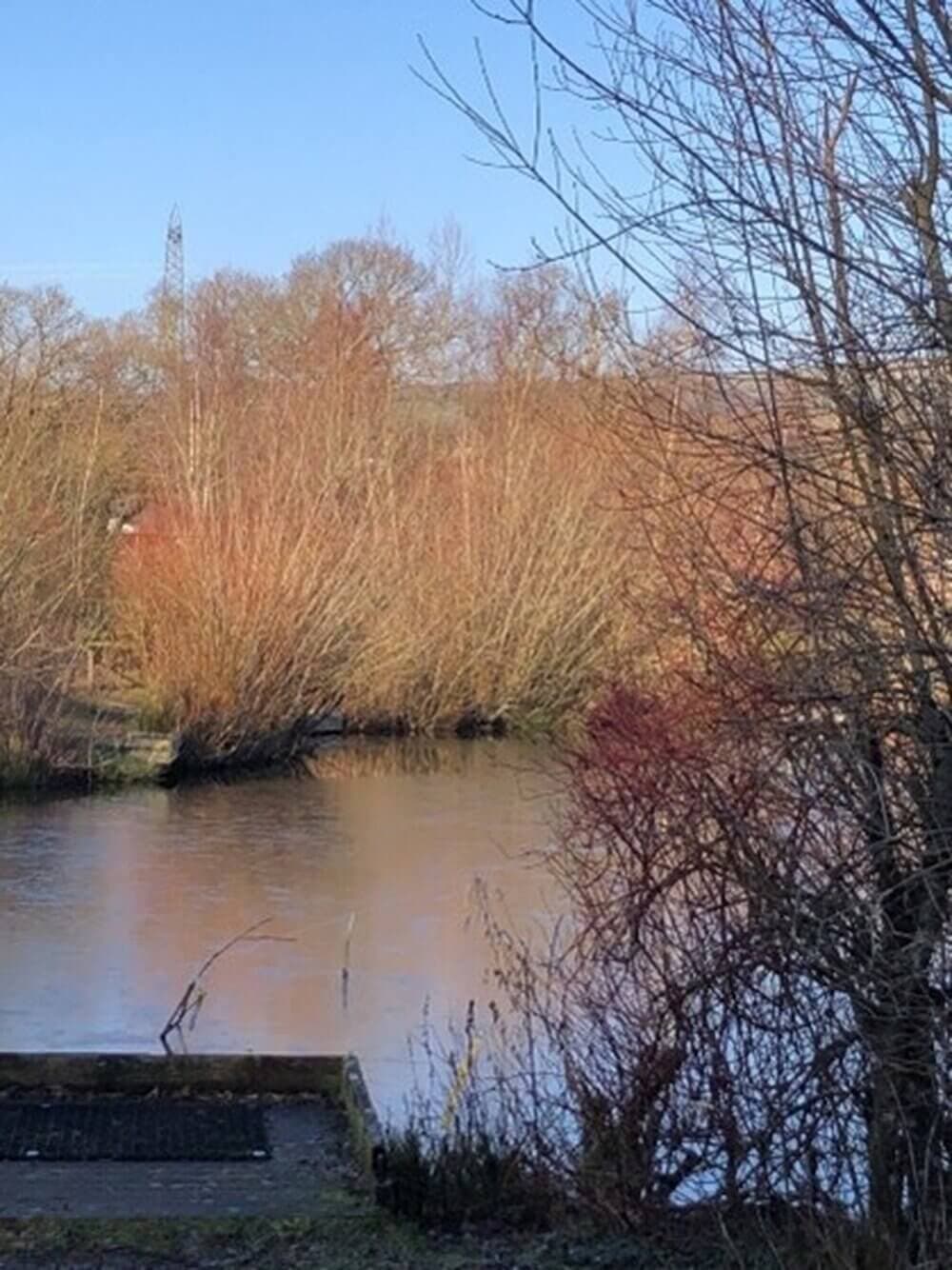 A serene pond surrounded by leafless trees reflecting on the calm water under a clear blue sky. - Home Instead