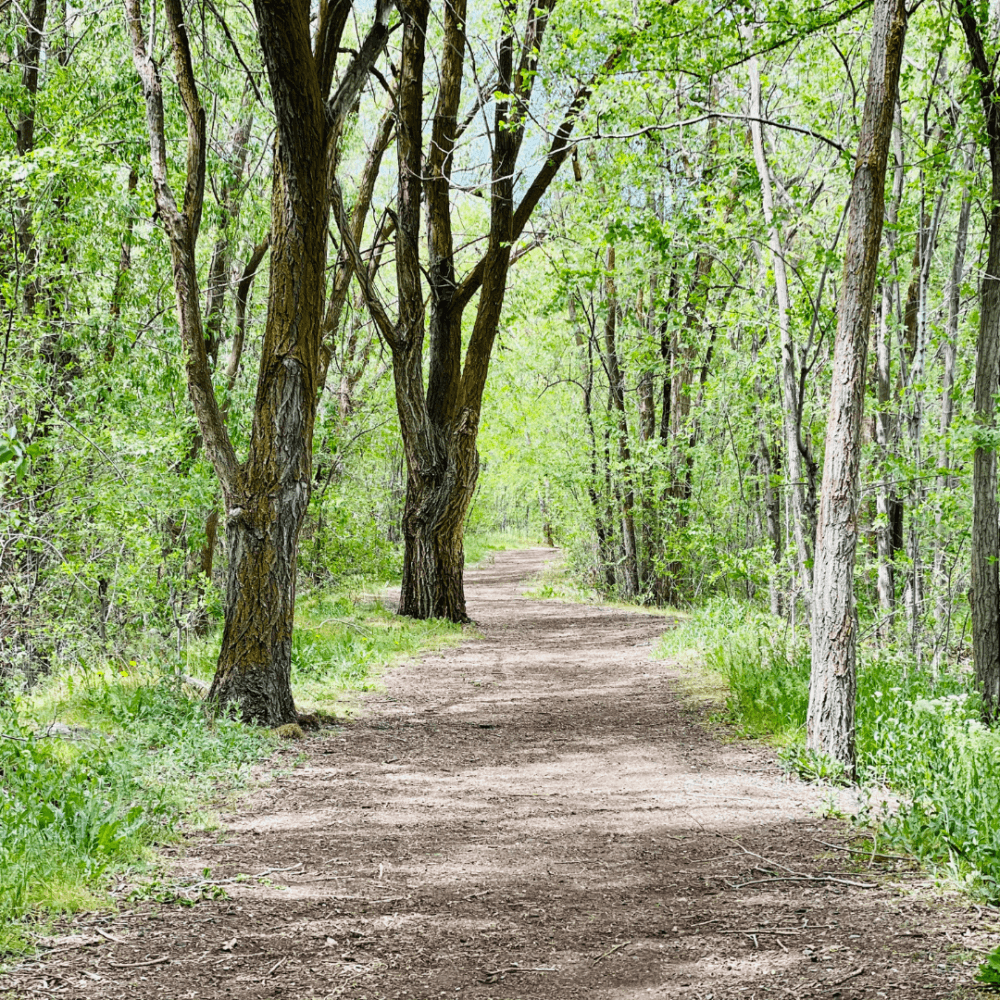 A dirt path winds through a lush, green forest with tall trees and dappled sunlight filtering through the leaves. - Home Instead