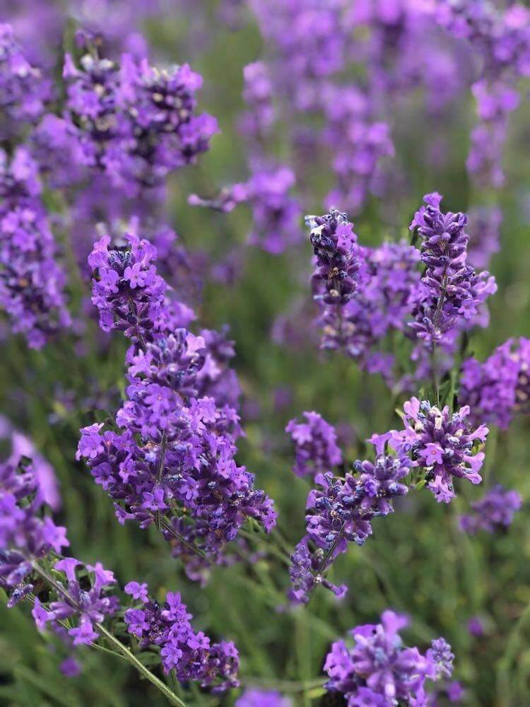 Things to do and places to enjoy around Morden, Sutton and Carshalton