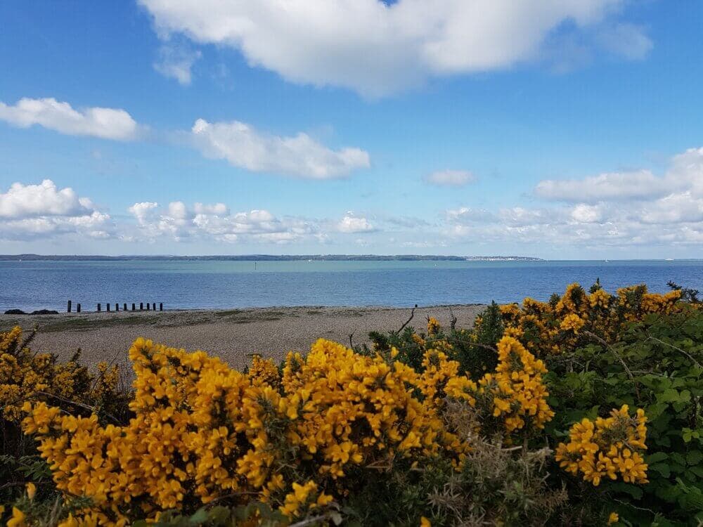 Coastal scene with bright yellow flowers in the foreground, a sandy beach, and a calm blue sea under a partly cloudy sky. - Home Instead