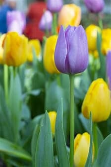 Close-up of a purple tulip with several yellow tulips and green leaves in the background. - Home Instead