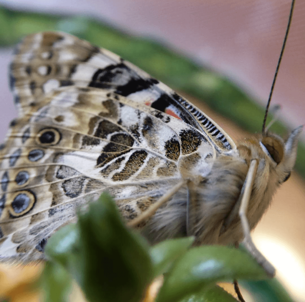 Close-up of a butterfly with detailed wing patterns and antennae, perched on a green leaf. - Home Instead