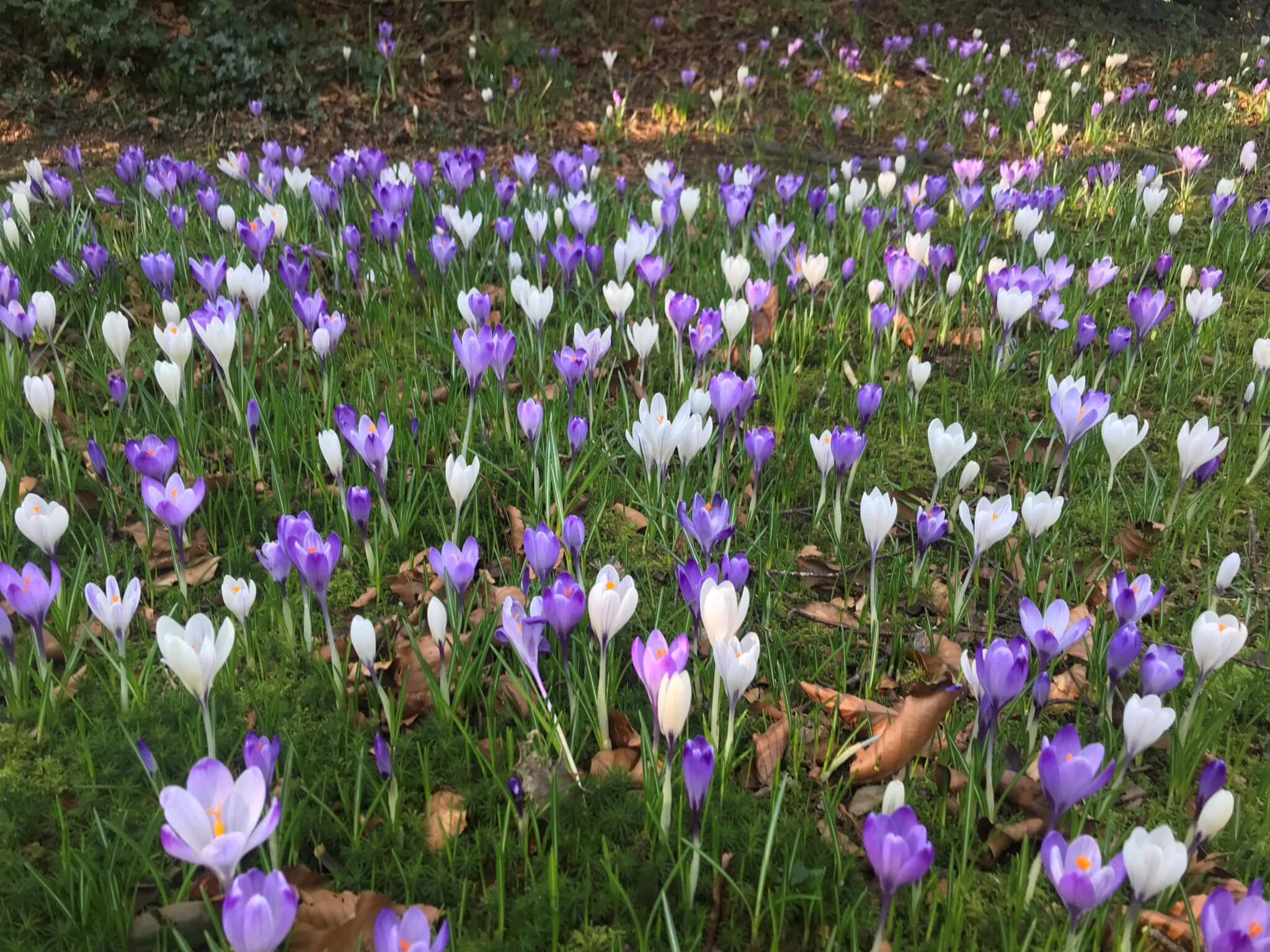 A meadow filled with white and purple crocuses blooming amidst green grass and scattered brown leaves. - Home Instead