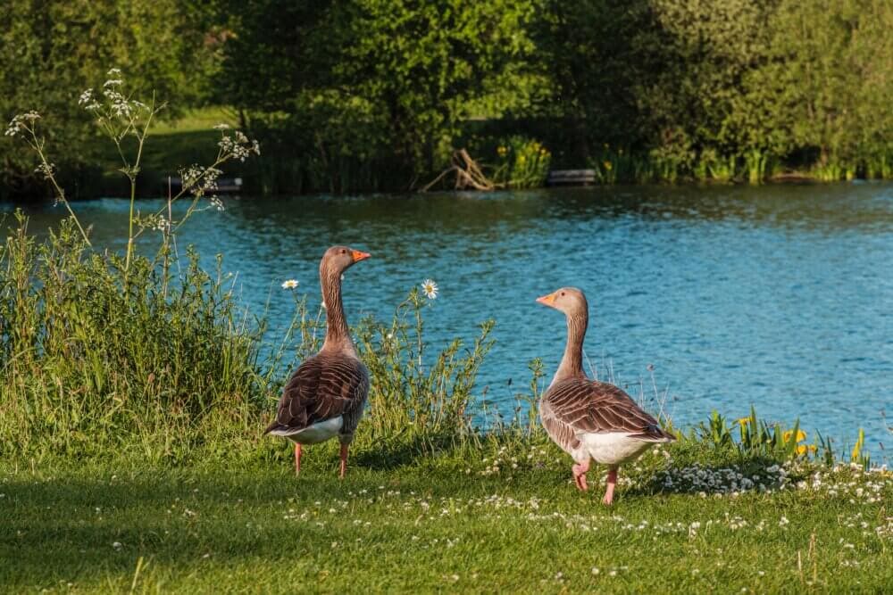 Two geese standing by a grassy lake shore, surrounded by wildflowers and greenery, facing each other in daylight. - Home Instead