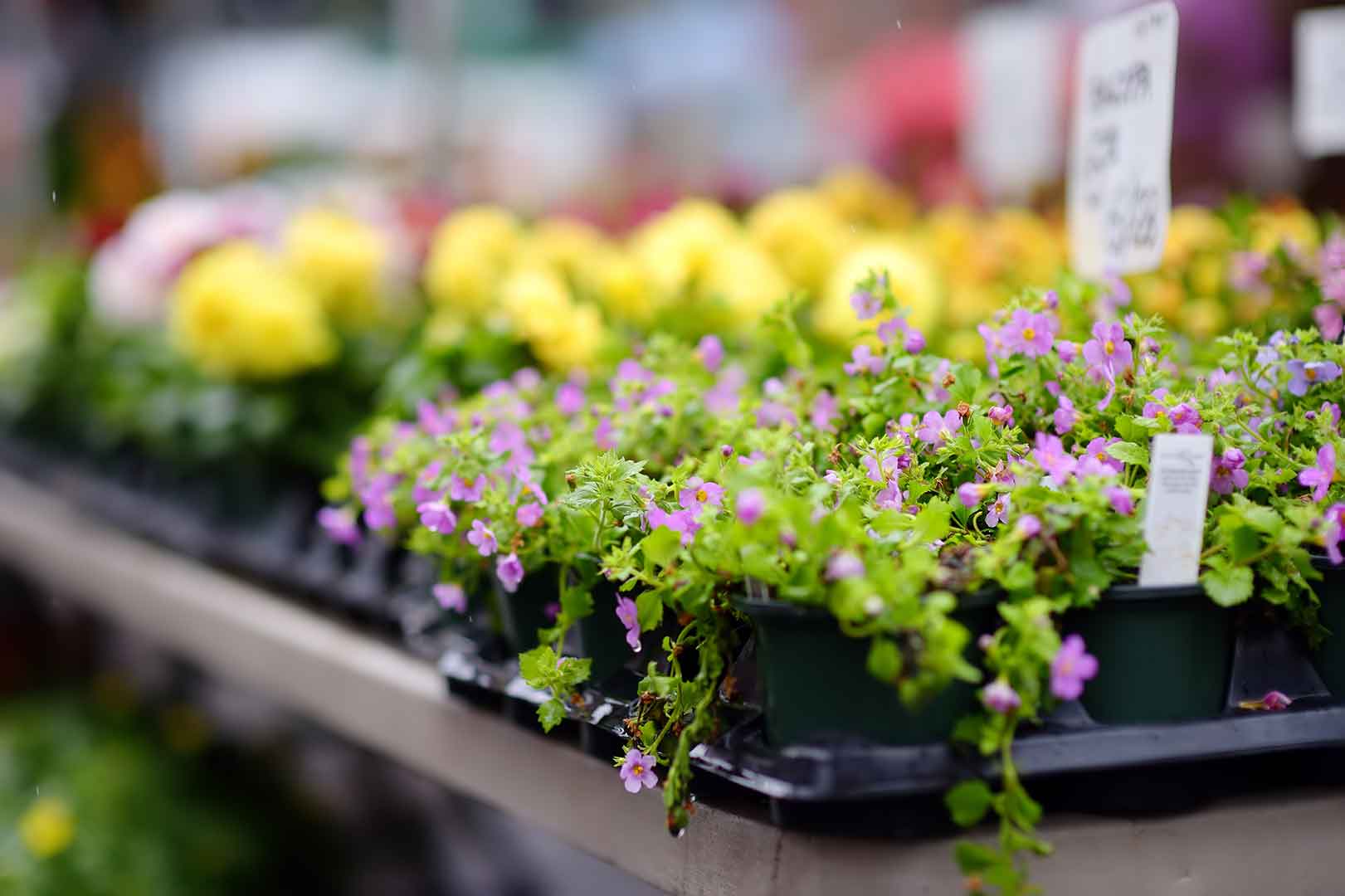 Close-up of various colorful flowers in pots on display at a market, with price tags visible in the background. - Home Instead