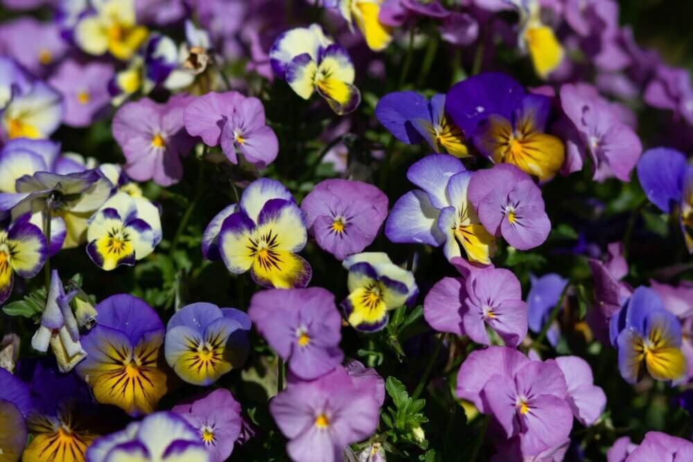 Close-up of a vibrant bed of pansy flowers in purple, yellow, and blue hues, blooming in the sunlight. - Home Instead
