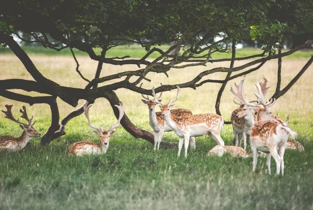 A group of deer with antlers resting and standing under a tree in a grassy field. - Home Instead
