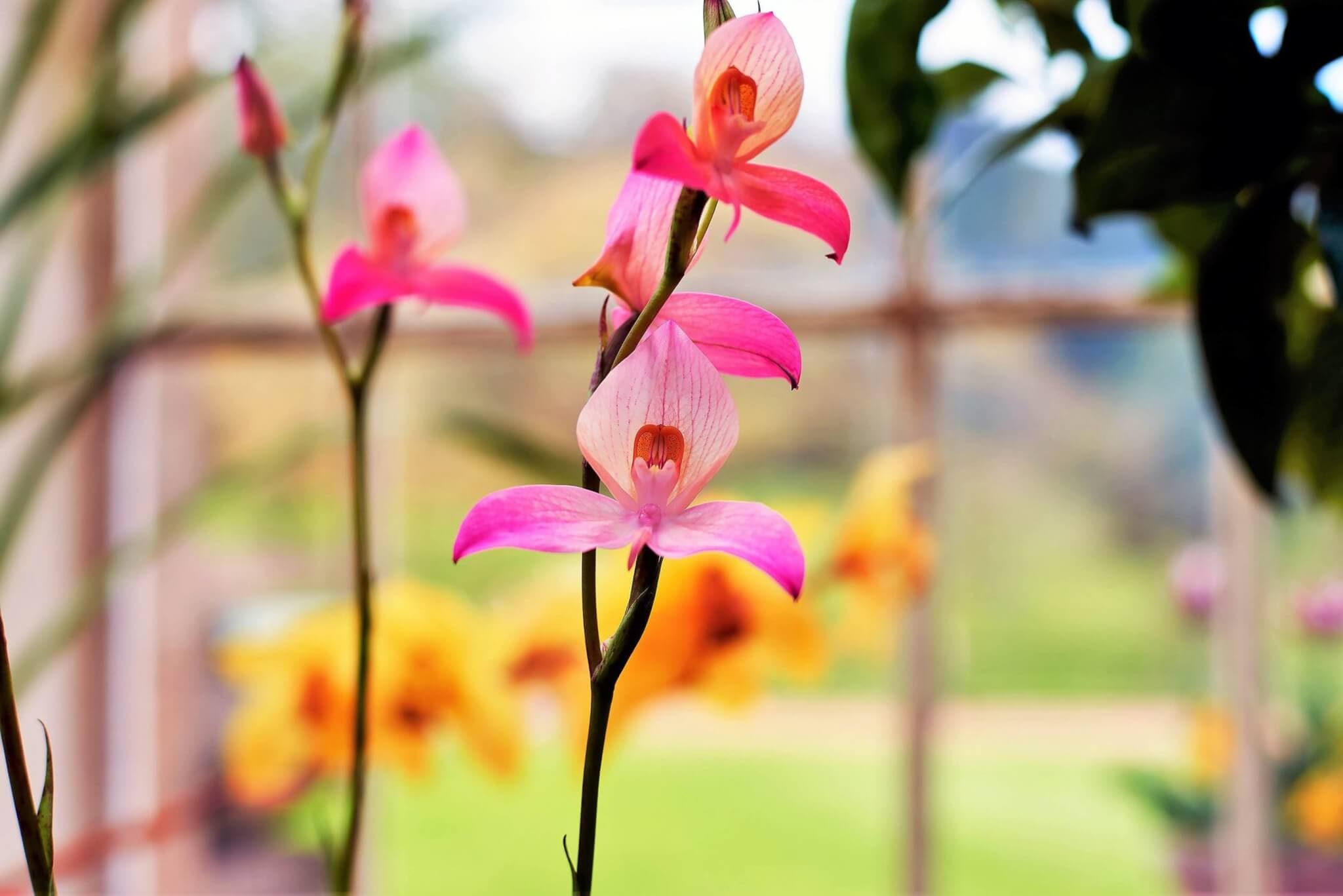 Close-up of pink orchids in full bloom with a blurred background of yellow flowers and greenery. - Home Instead