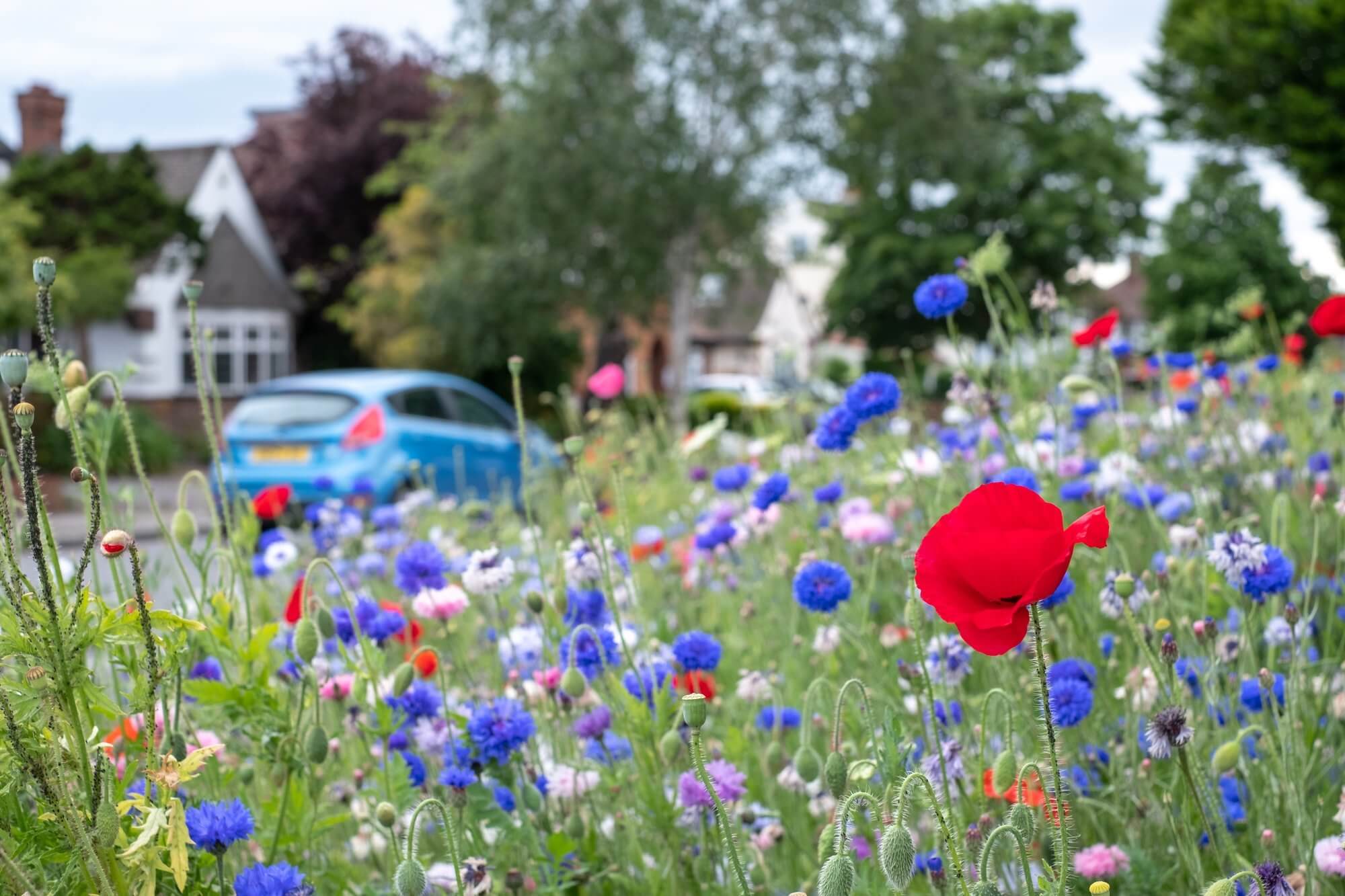 A garden with colorful wildflowers and a light blue car parked in front of houses in the background. - Home Instead