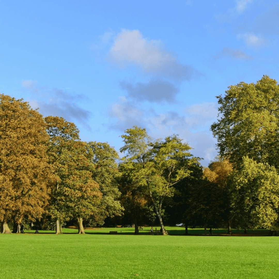 A green field with scattered trees under a bright blue sky with a few clouds. - Home Instead
