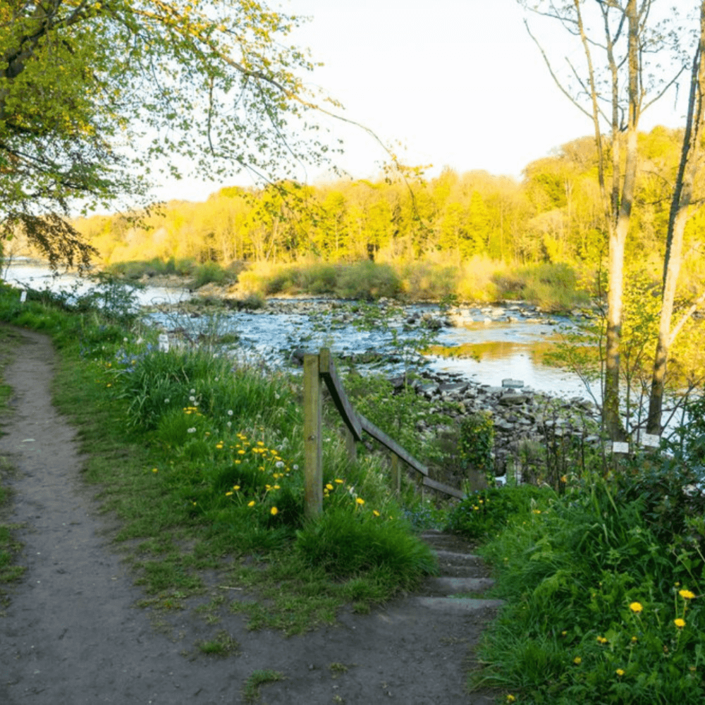 Forest trail with wildflowers, rocky river, and green trees under bright sunlight. Wooden steps lead to the riverbank. - Home Instead