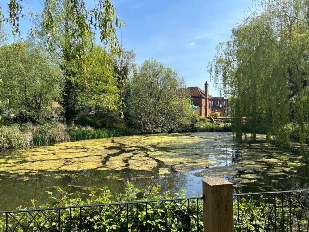 Pond with green algae, surrounded by trees and shrubs, with a house and blue sky visible in the background. - Home Instead
