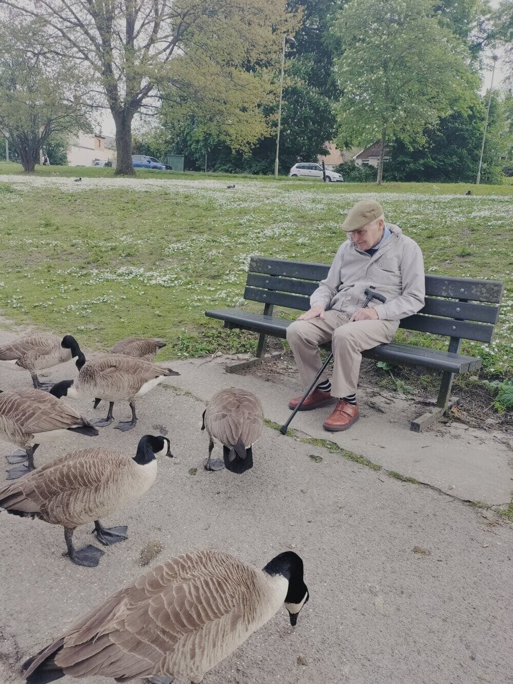 An elderly man sits on a park bench, surrounded by geese pecking at the ground nearby. - Home Instead