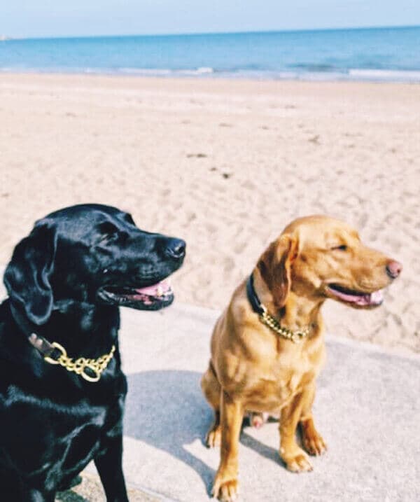 Burdock & Paddington