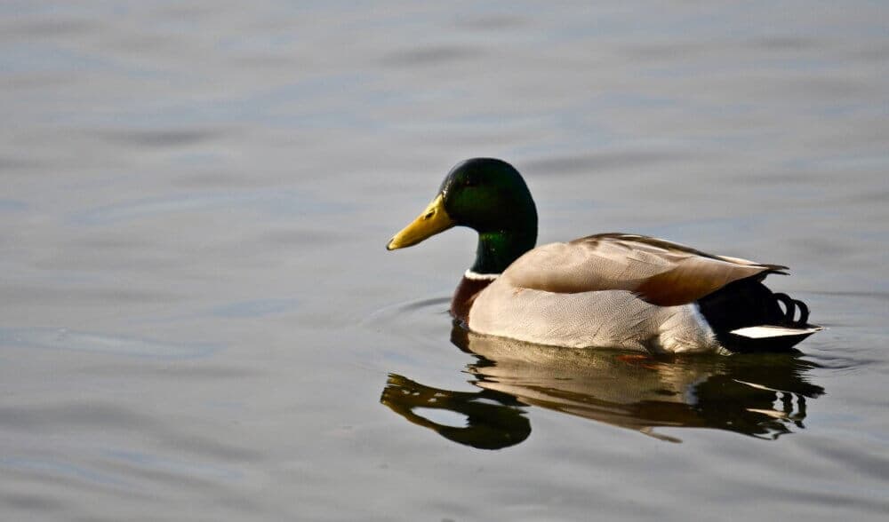 Fun Places to Feed the Ducks Around Frodsham