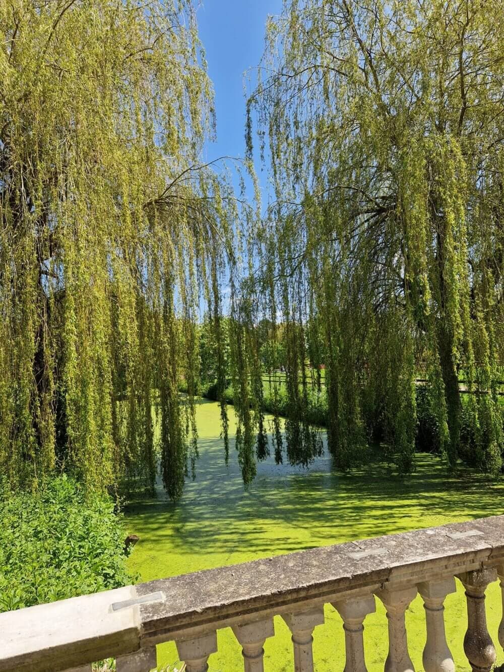 A serene pond with weeping willows hanging over it, seen from a stone balustrade on a sunny day. - Home Instead