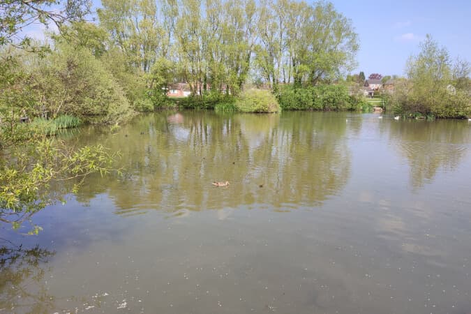 Where to Feed the Ducks in Flintshire
