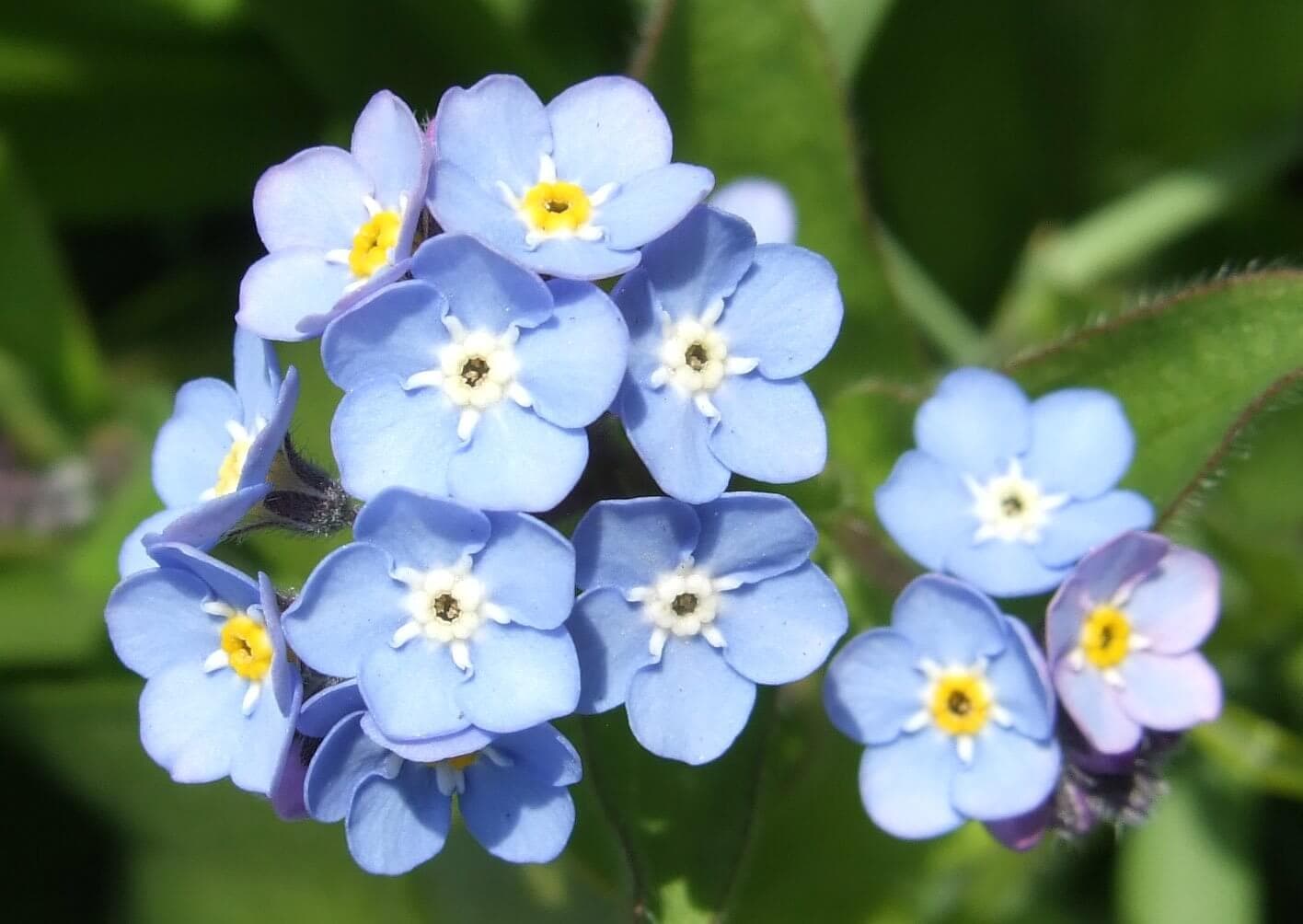 Close-up of a cluster of light blue forget-me-not flowers with yellow centers against green foliage. - Home Instead