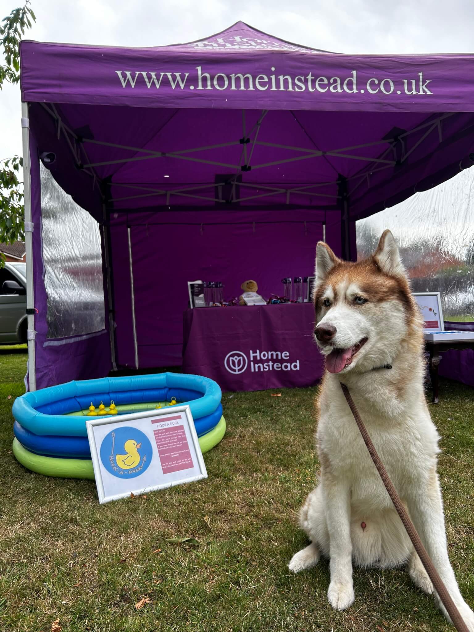 A large dog sits on the grass in front of a purple tent with "homeinstead.co.uk" written on it. - Home Instead