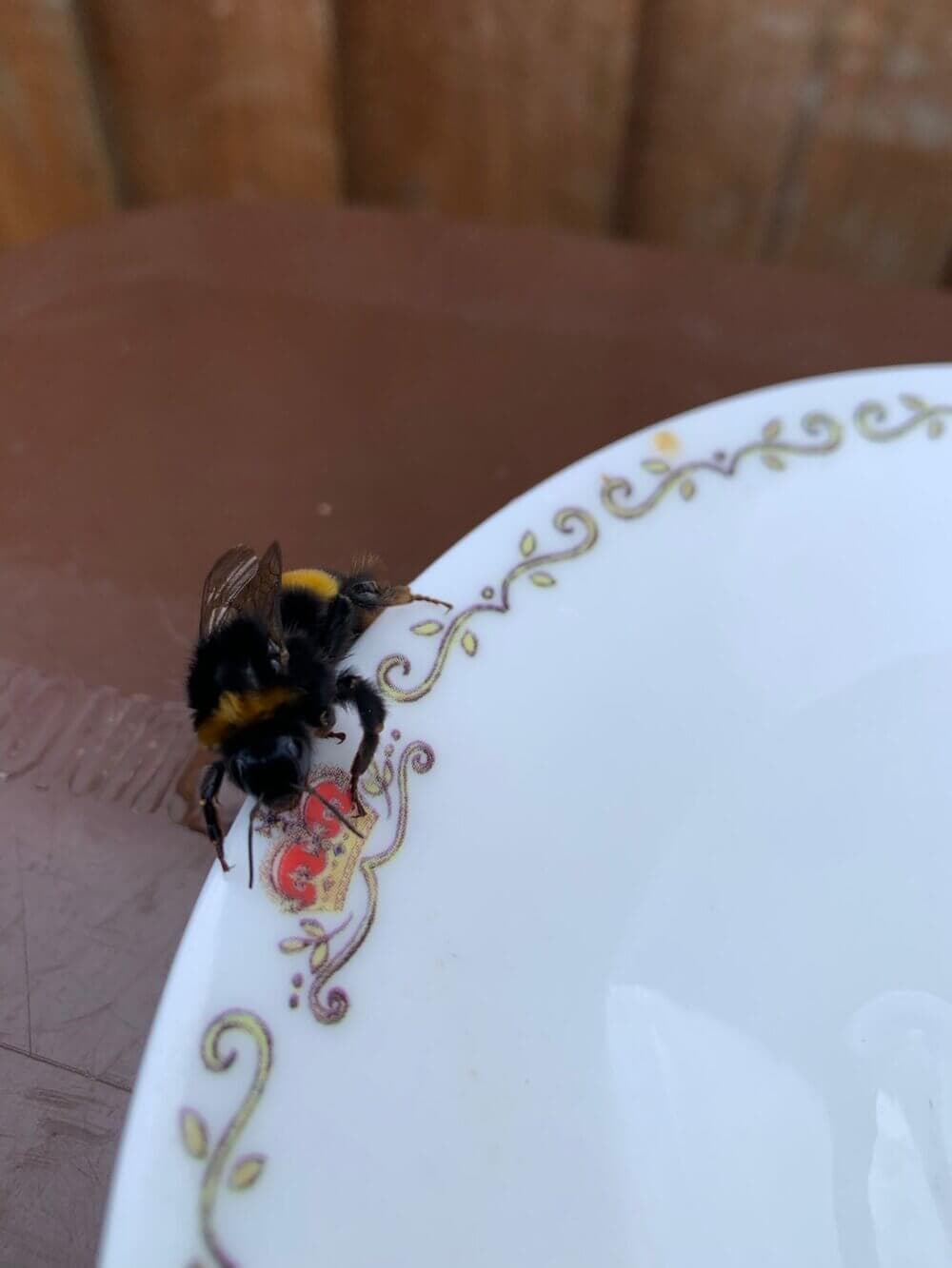 A bumblebee perched on the ornate rim of a white plate with a brown surface in the background. - Home Instead