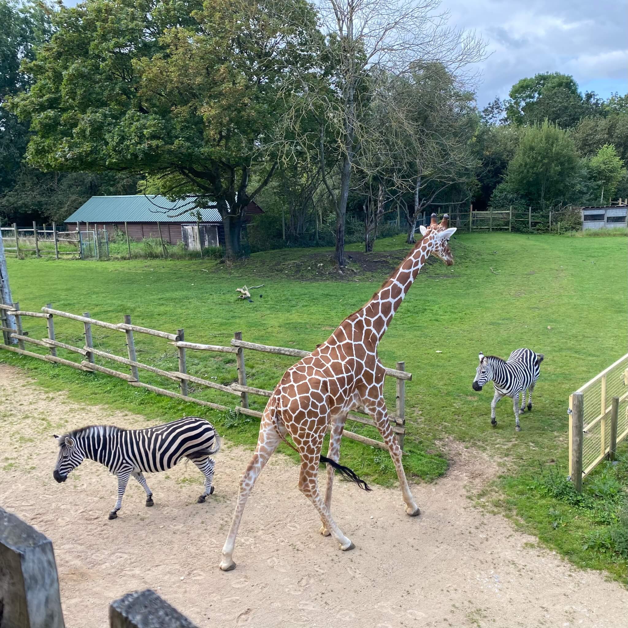 A giraffe and two zebras walk in a grassy enclosure with trees and a small structure in the background. - Home Instead