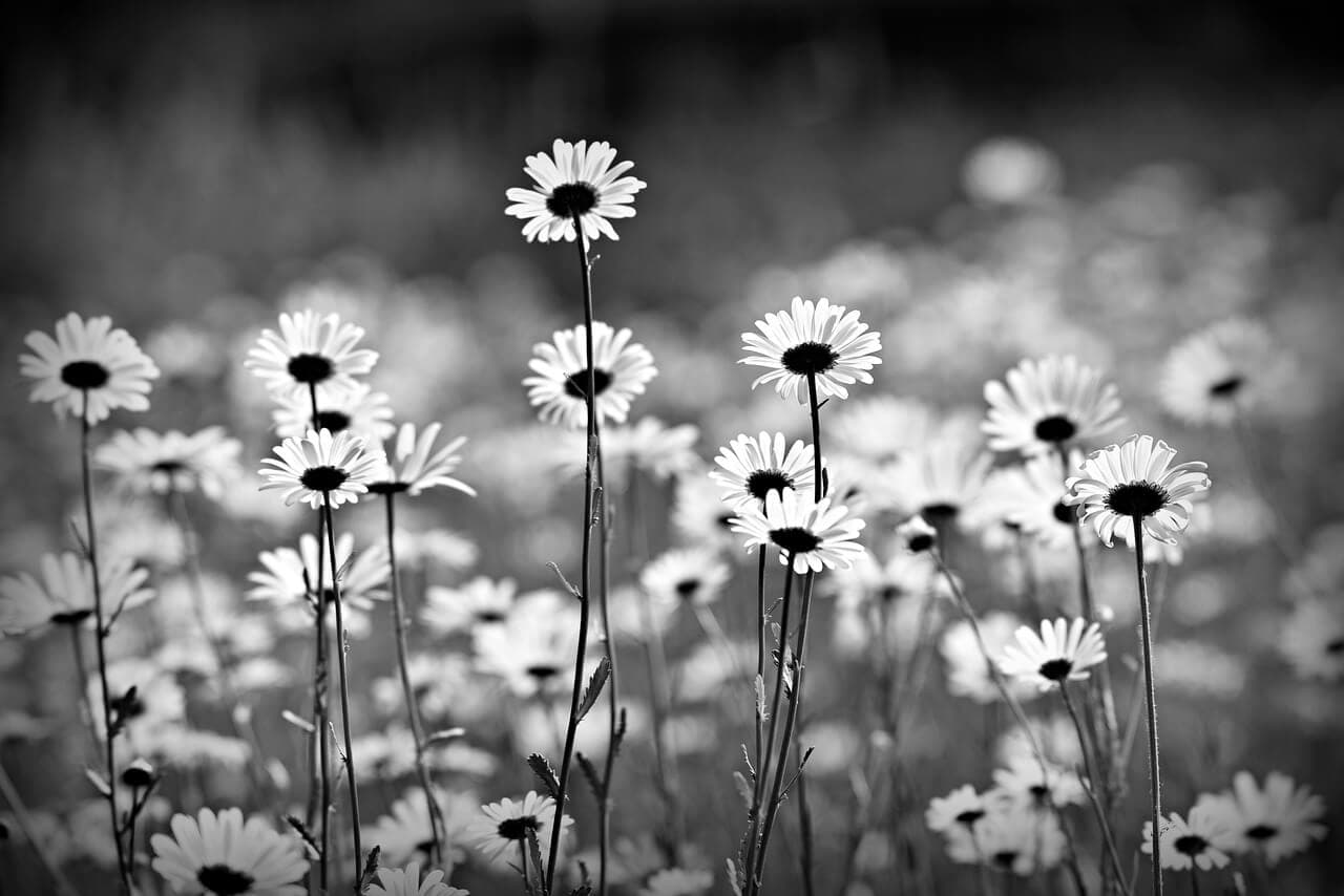 Black and white image of daisies in a field, with tall stems and petals standing out against the blurred background. - Home Instead