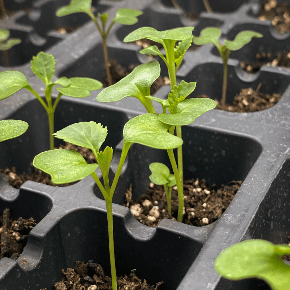 Close-up of small green seedlings growing in black plastic seedling trays with soil. - Home Instead