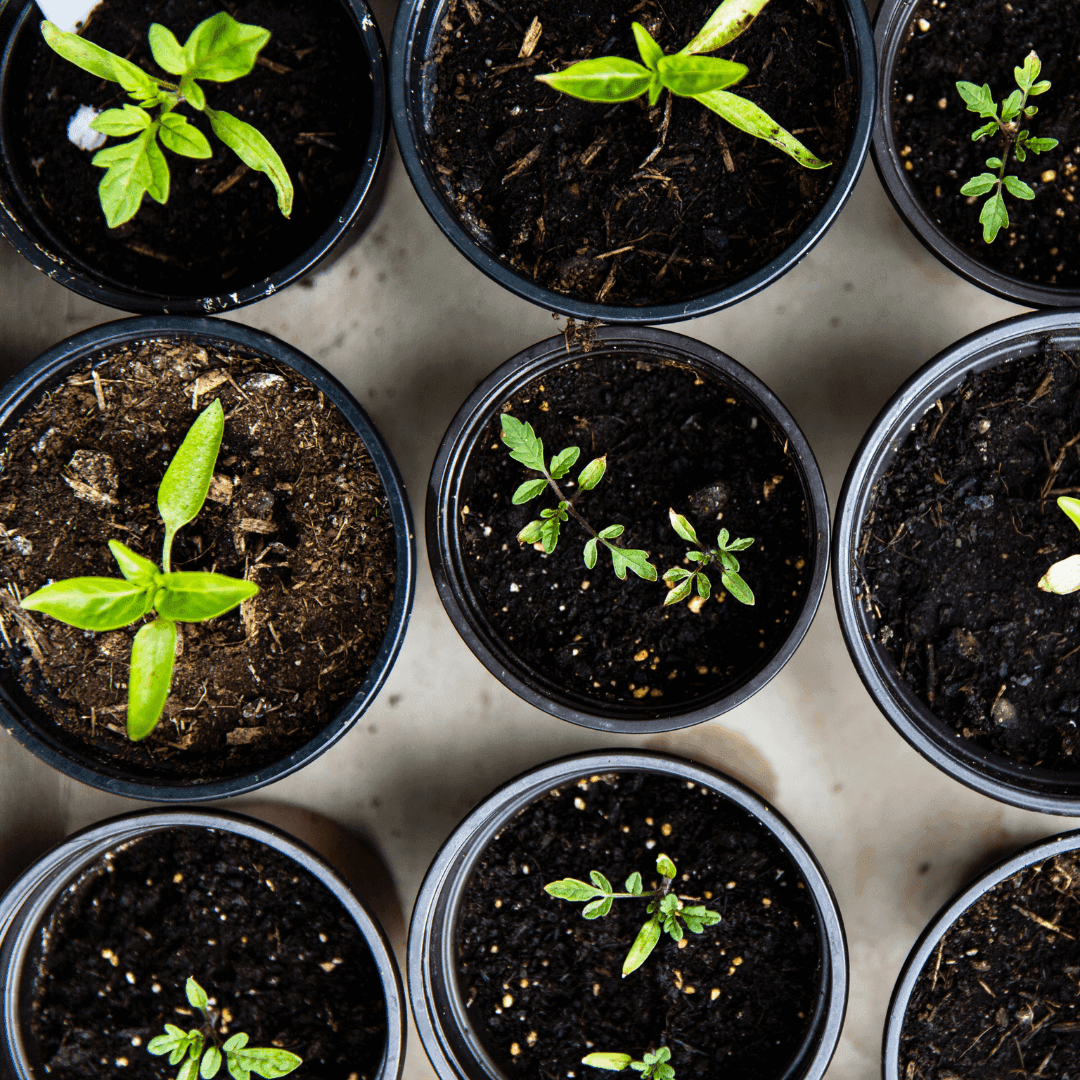 Nine small potted plants with green seedlings at different stages of growth, arranged in a grid pattern. - Home Instead