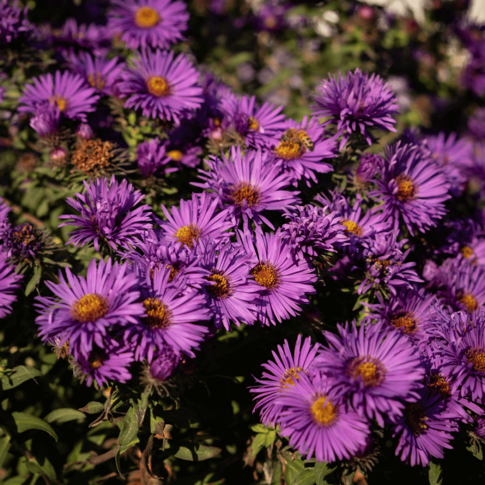 Close-up of vibrant purple daisies in full bloom with green foliage in the background. - Home Instead