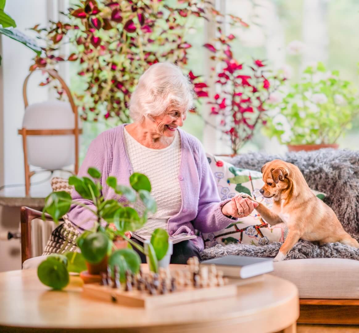 An elderly woman with white hair sits on a sofa, giving a treat to a small dog in a cozy, plant-filled room. - Home Instead