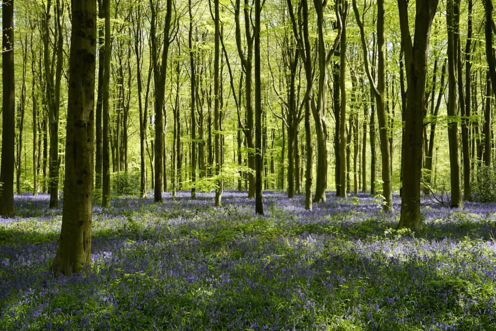 A dense forest with tall trees and a carpet of blue and purple flowers under a bright, green canopy. - Home Instead
