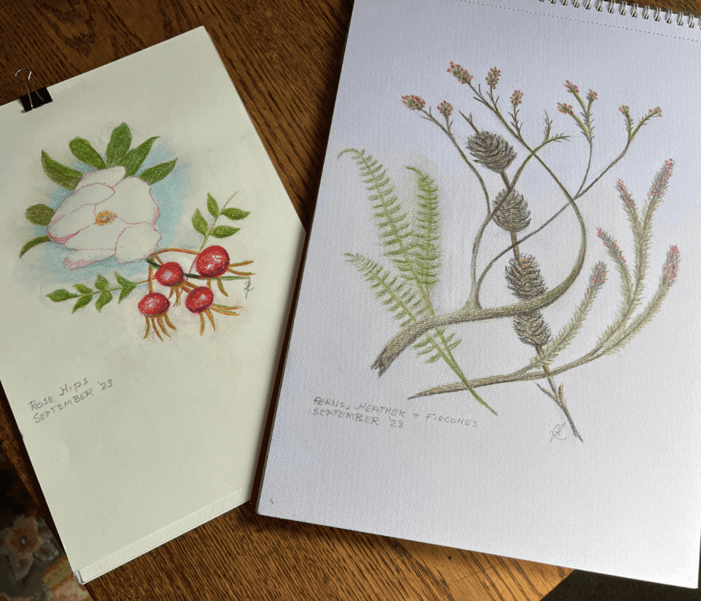 Two botanical drawings on a wooden table: a pink flower with rose hips and intricate twigs with cones and foliage. - Home Instead