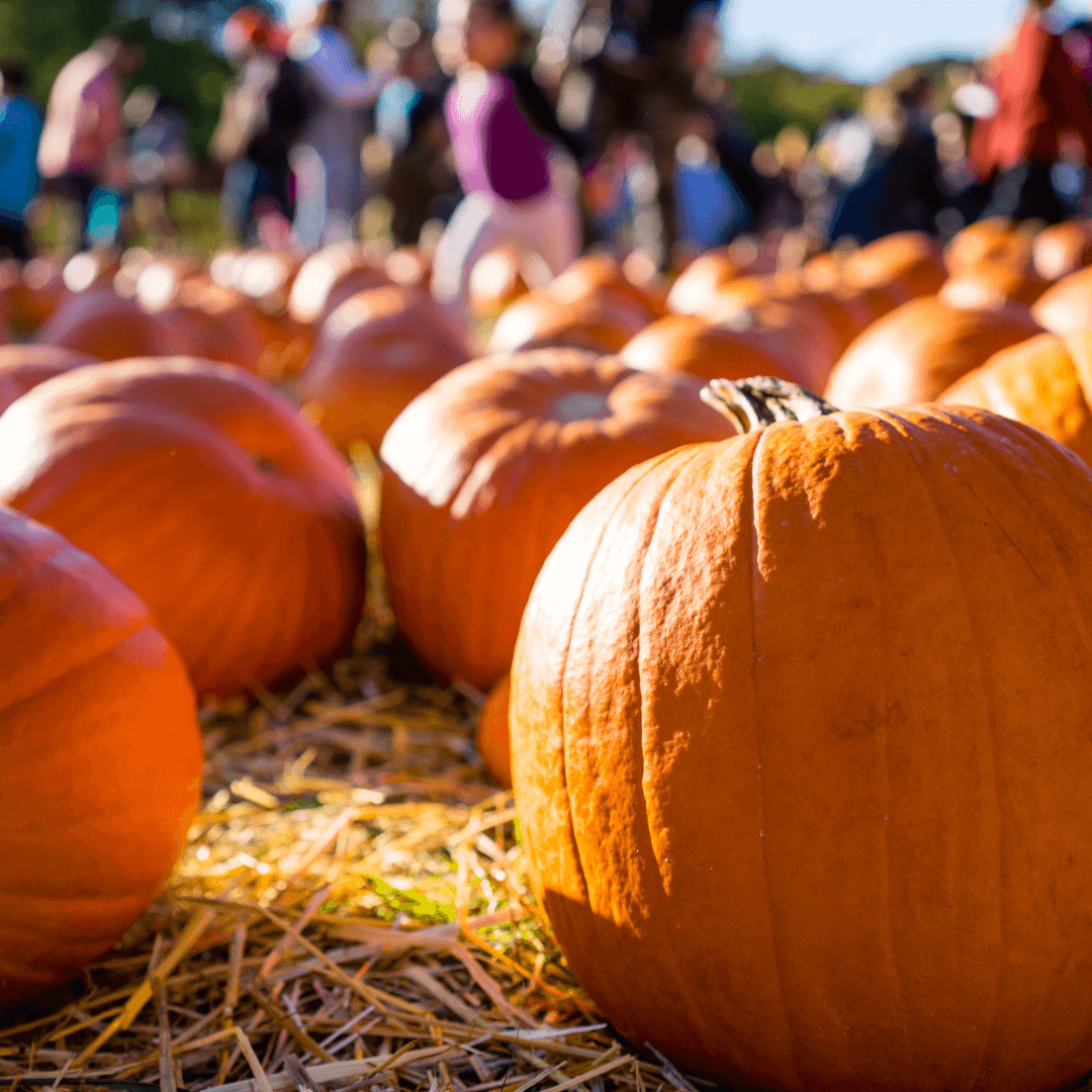 Close-up of multiple pumpkins on straw in a sunny patch, with a crowd of people blurred in the background. - Home Instead