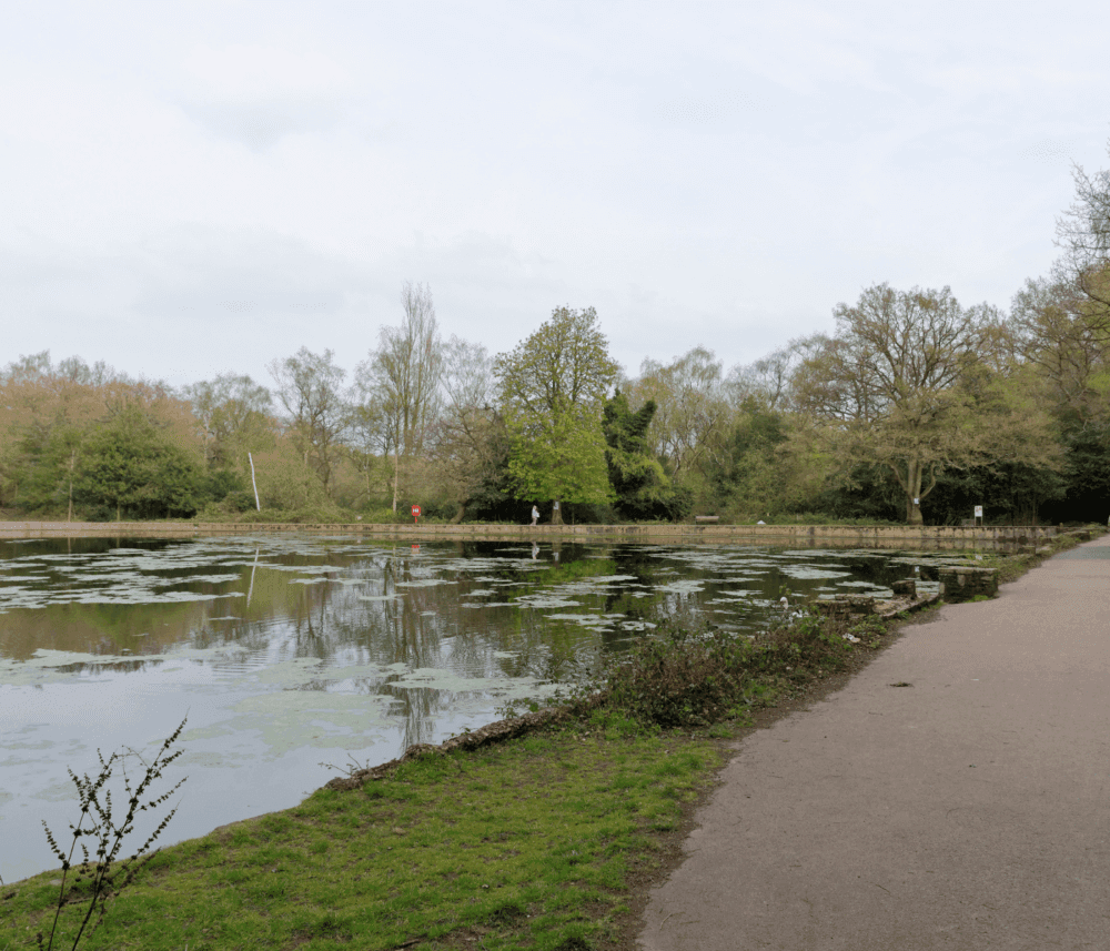 A tranquil pond surrounded by trees and greenery, with a gravel path on the right. - Home Instead