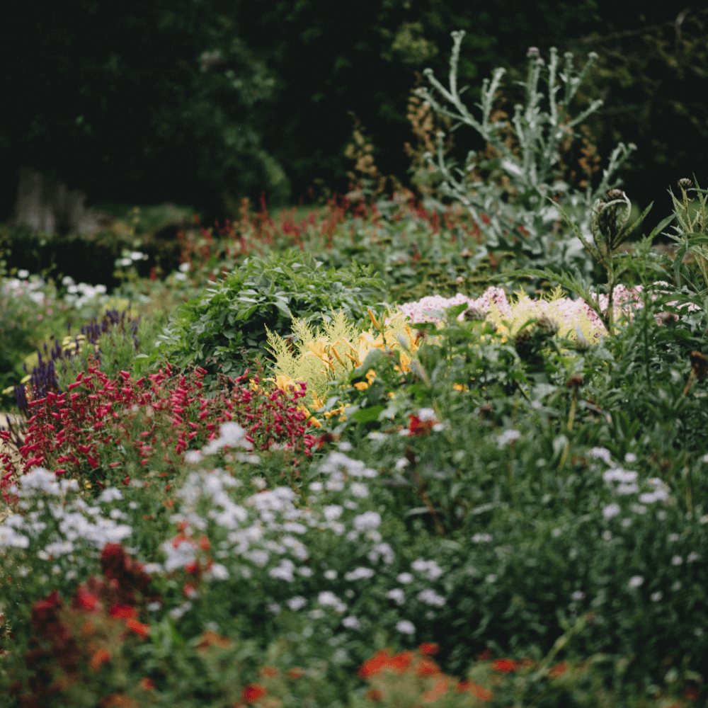 A vibrant garden filled with a variety of colorful flowers and green plants. - Home Instead