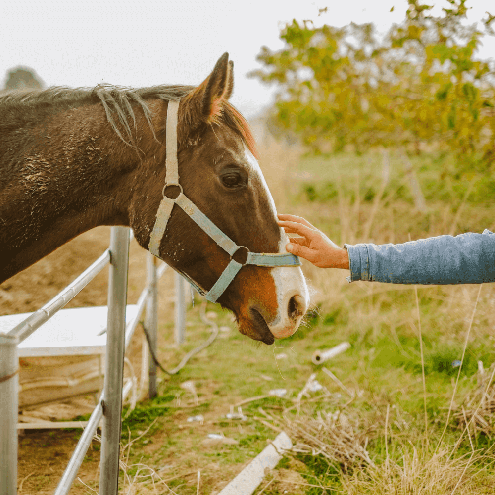 A person reaching out to pet a brown horse with a white stripe on its face, standing by a fence in a grassy area. - Home Instead
