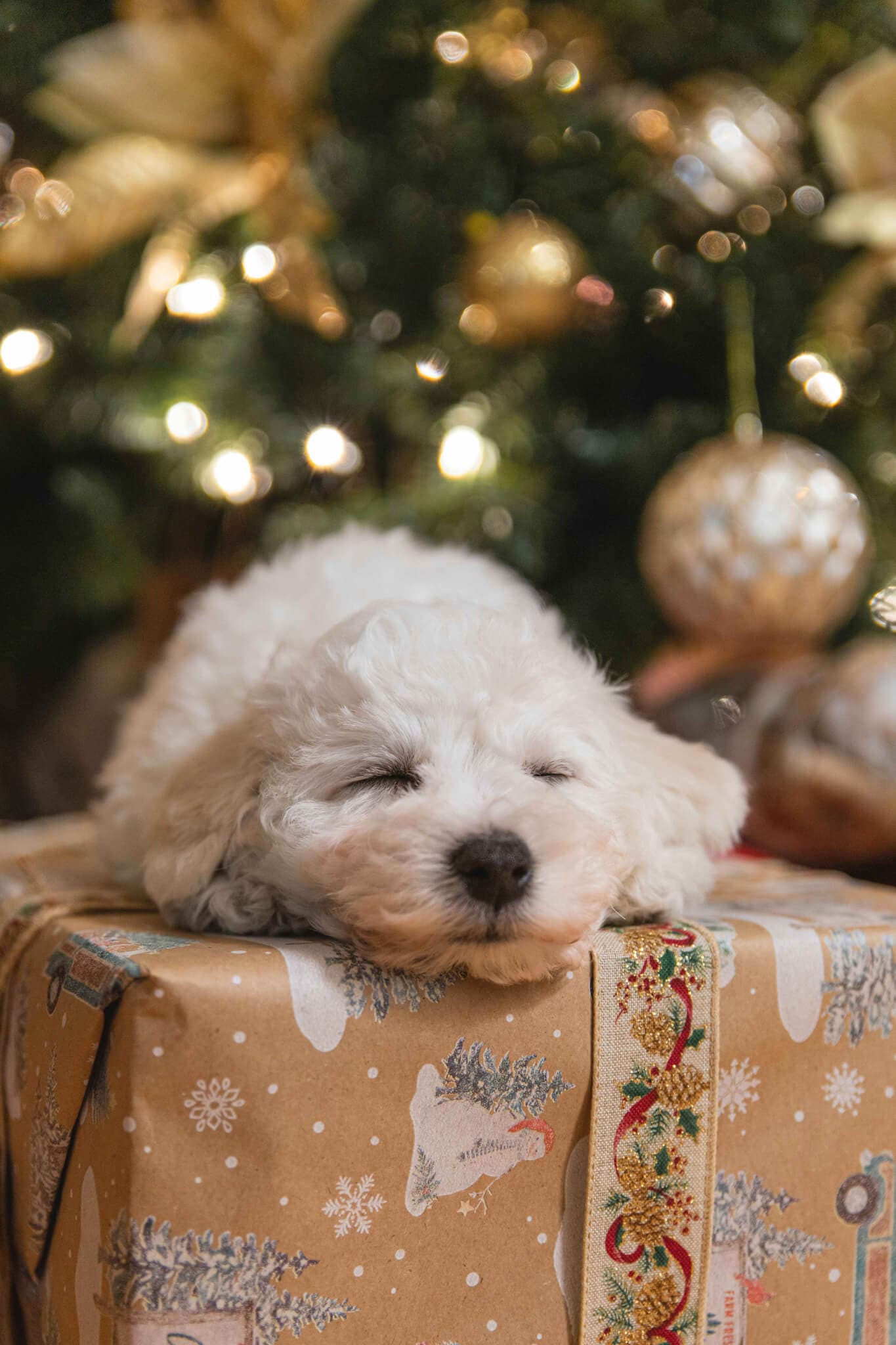 A fluffy white puppy sleeps on a wrapped Christmas gift in front of a decorated Christmas tree. - Home Instead