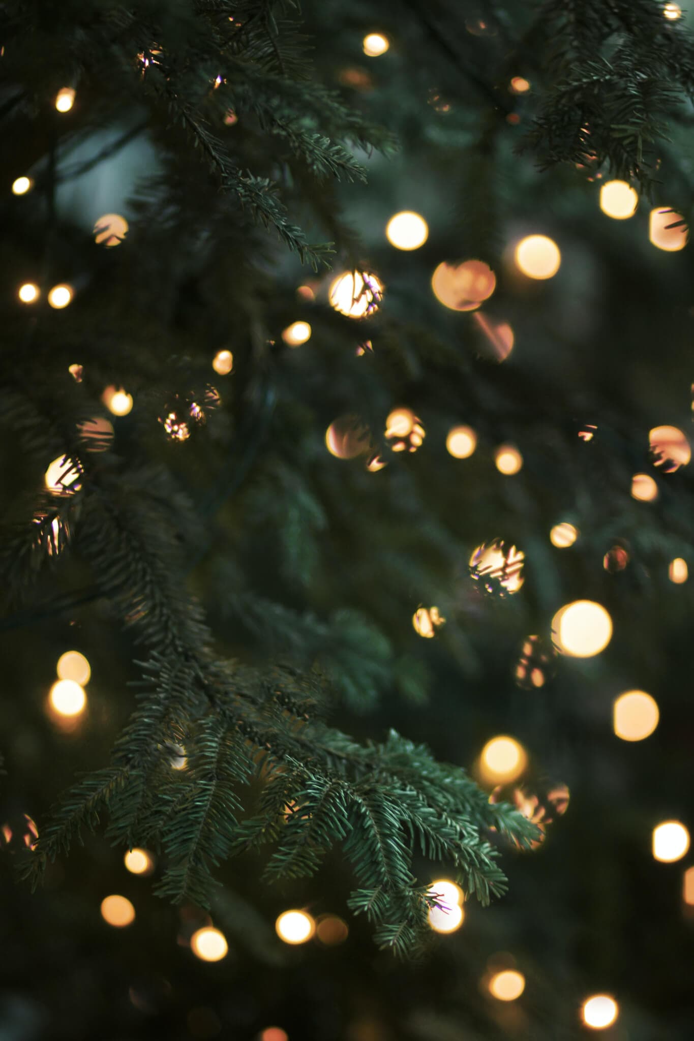 Close-up of a Christmas tree branch with blurred golden lights in the background, creating a festive ambiance. - Home Instead